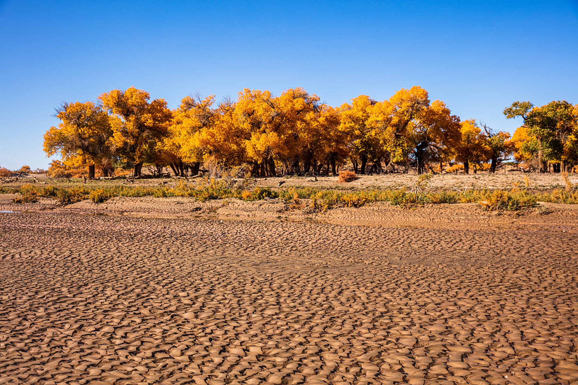 胡杨林是世界上最为独特的生态系统之一.这些树木能够在极端干燥和寒