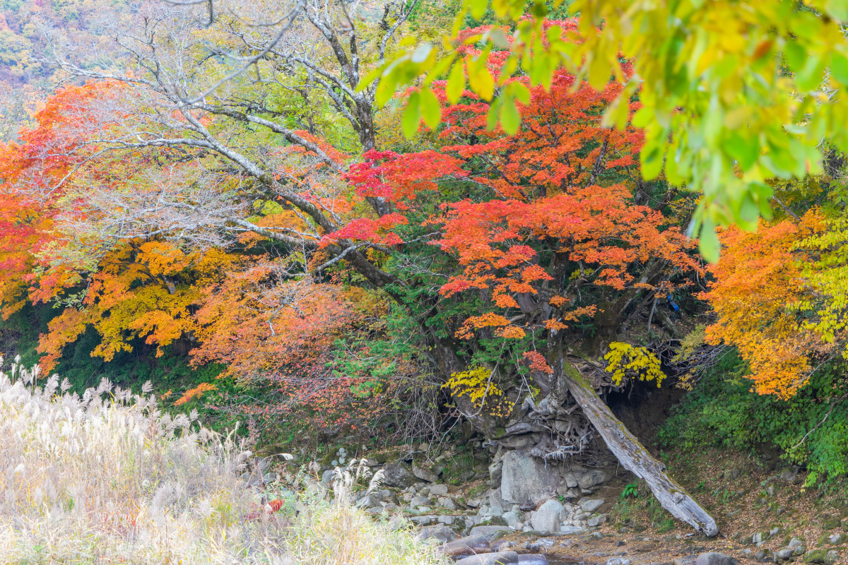 重庆秋天风景:秋叶飘落,美丽如画 重庆秋天,是一幅秋叶飘落的美丽画卷