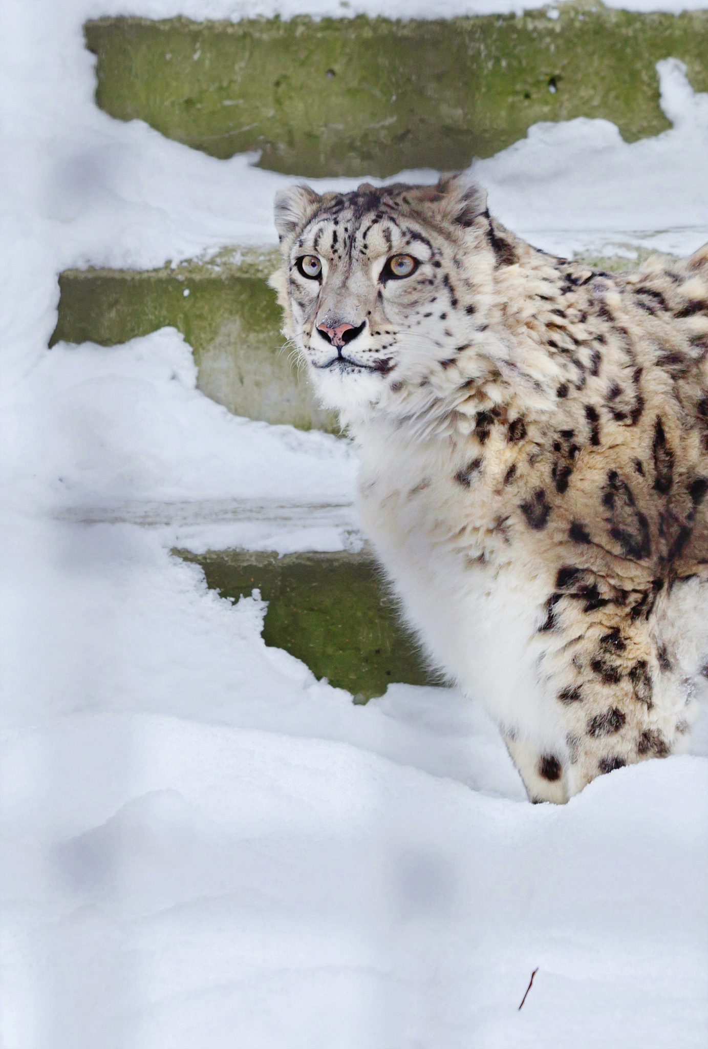 雪豹"闹闹"48小时大搜捕:高科技 动物行为学如何织就天罗地网?