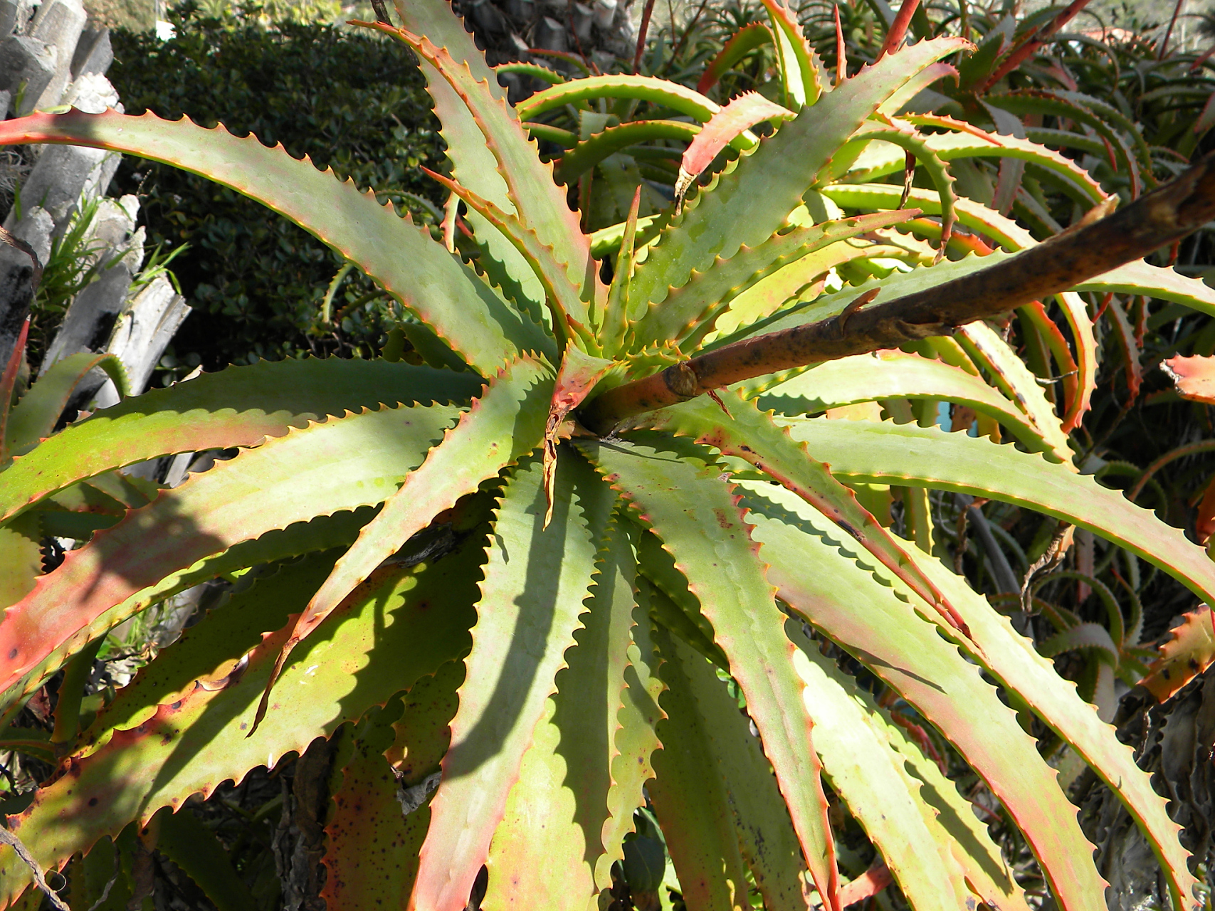 奔龙的养殖方法和注意事项  奔龙是一种多肉植物,养殖方法和注意事项