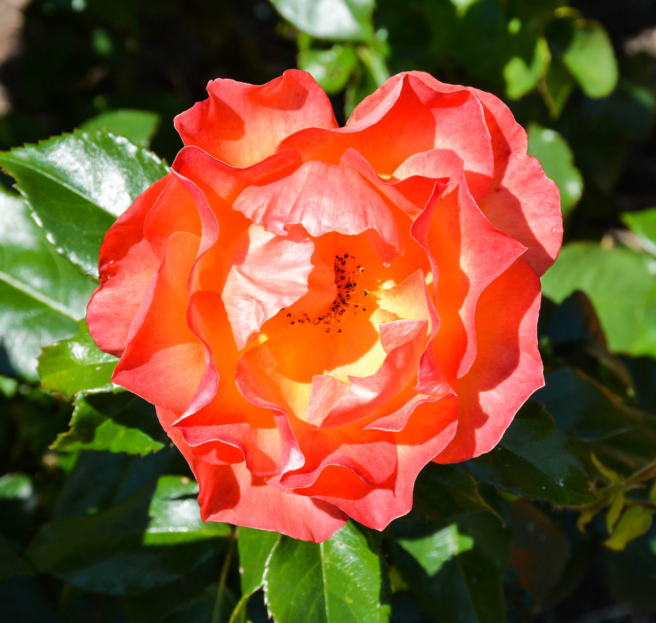 火焰月季因花朵形状与颜色与燃烧的火焰相似而得名,具有鲜艳色彩和