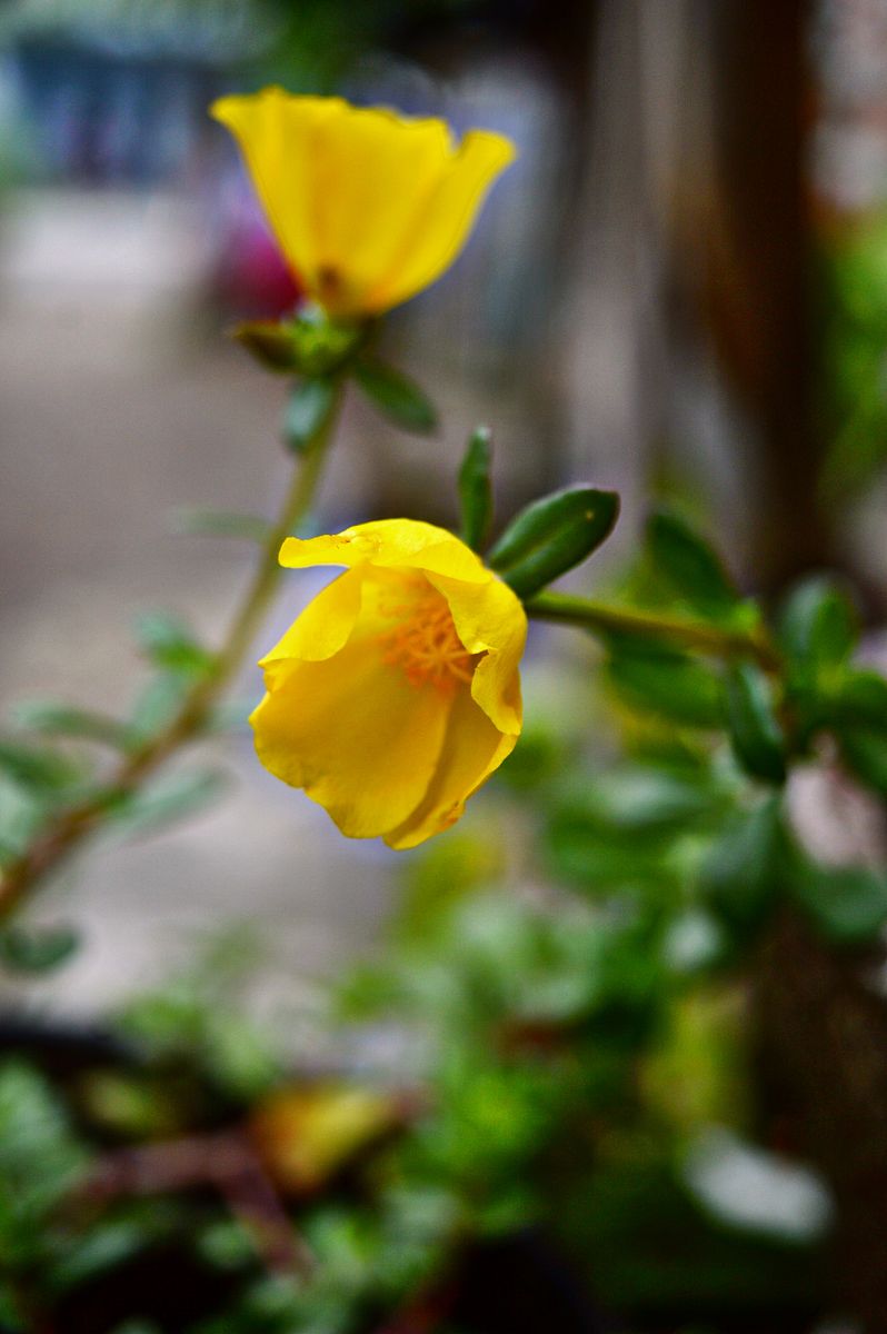 百花知识(156):大花马齿苋