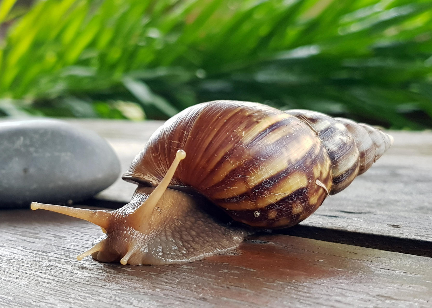 白玉蜗牛是一种软体动物,属于柄眼目玛瑙螺科非洲大蜗牛属.