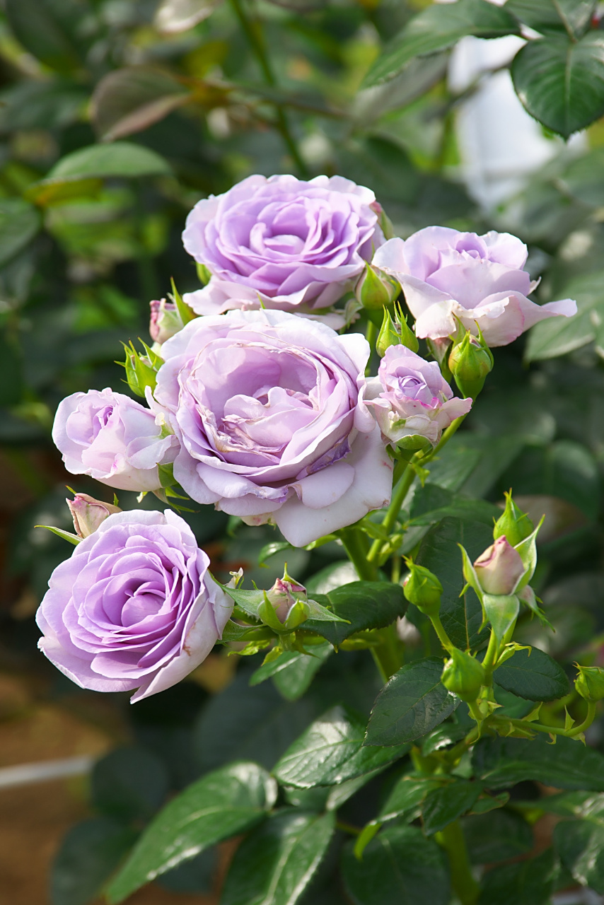 空蒙月季优缺点  空蒙月季是一款由我国著名月季育种家姜正之先生培育