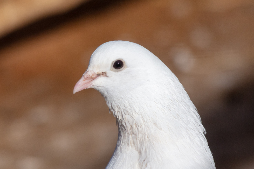 嫩鸽子蛋白质高,脂肪低,富含维生素和矿物质;老鸽子虽蛋白质稍低,但