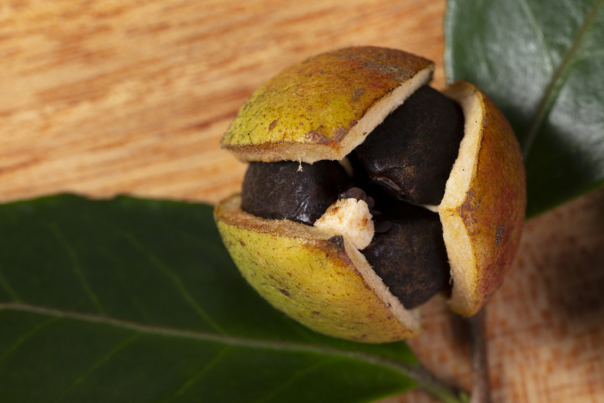 油茶,别名:茶子树,茶油树,白花茶;属茶科,常绿小