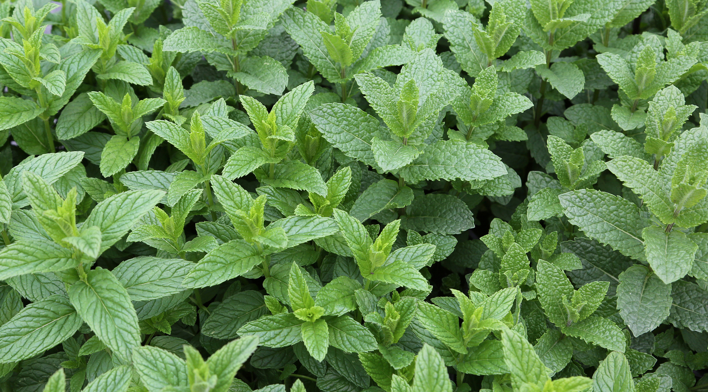 薄荷是一种生长迅速,易于种植的植物,适应多种土壤,用途广泛.