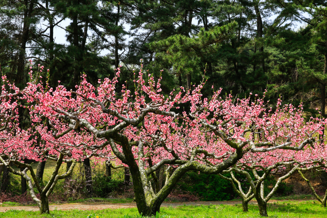 桃树属于被子植物,其果实内部含有种子,符合被子植物的特征.