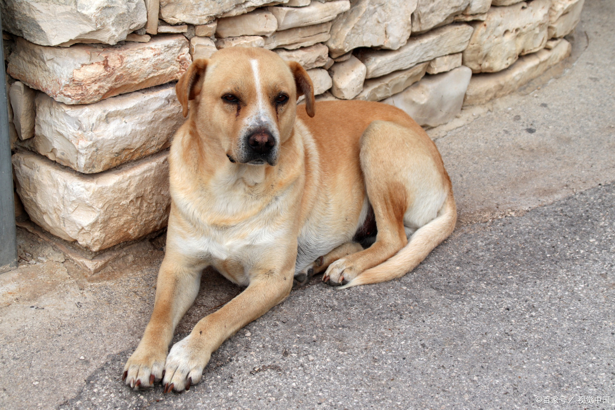 家里来了流浪狗怎么办