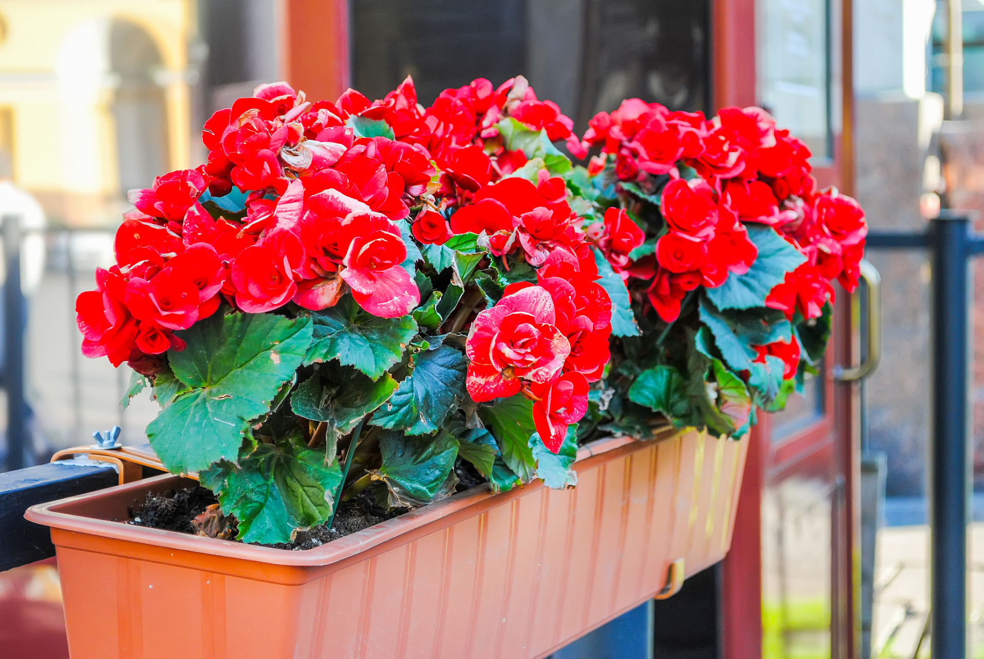 玻璃海棠是一种美丽的花卉,扦插是其繁殖的常见方法.