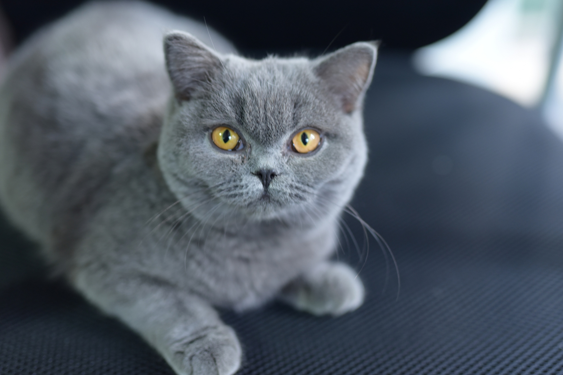 要让蓝猫发腮,需要明白发腮是公猫的特权,营养是关键,优质食物和充足