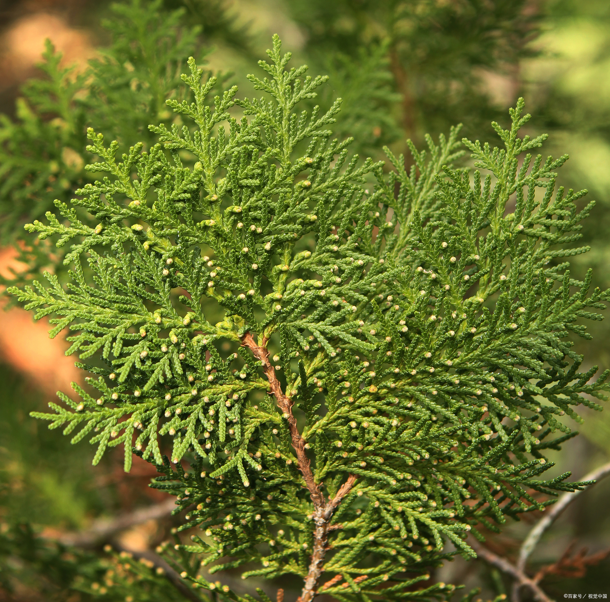 侧柏叶水洗头,让头发黑又亮