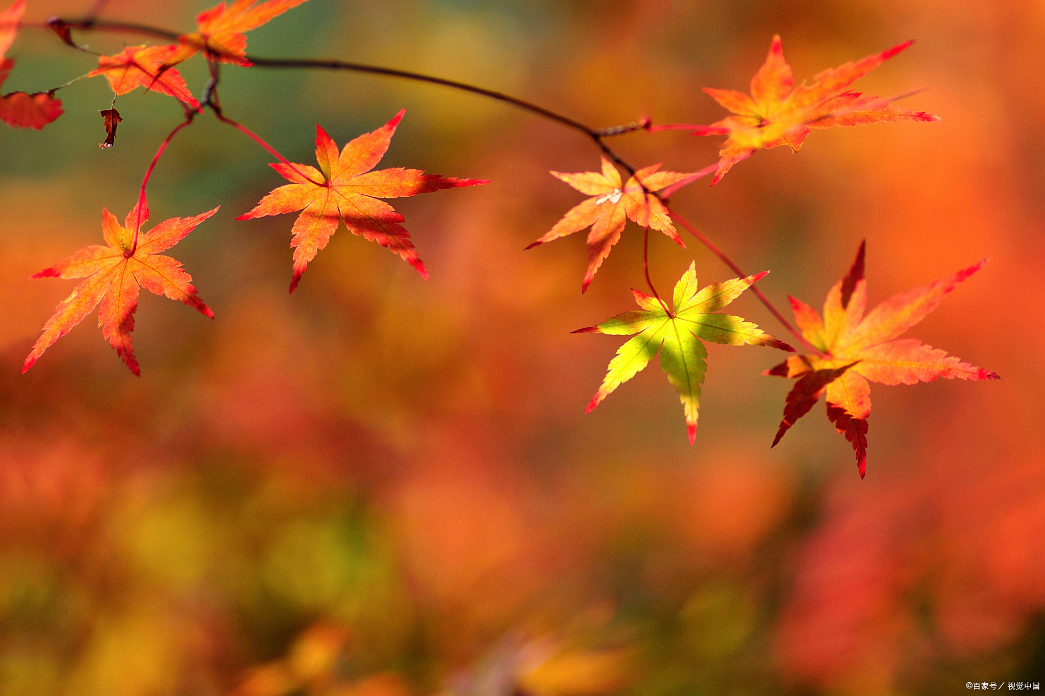 深秋意境唯美的句子,用古诗词来表达,到底有多美