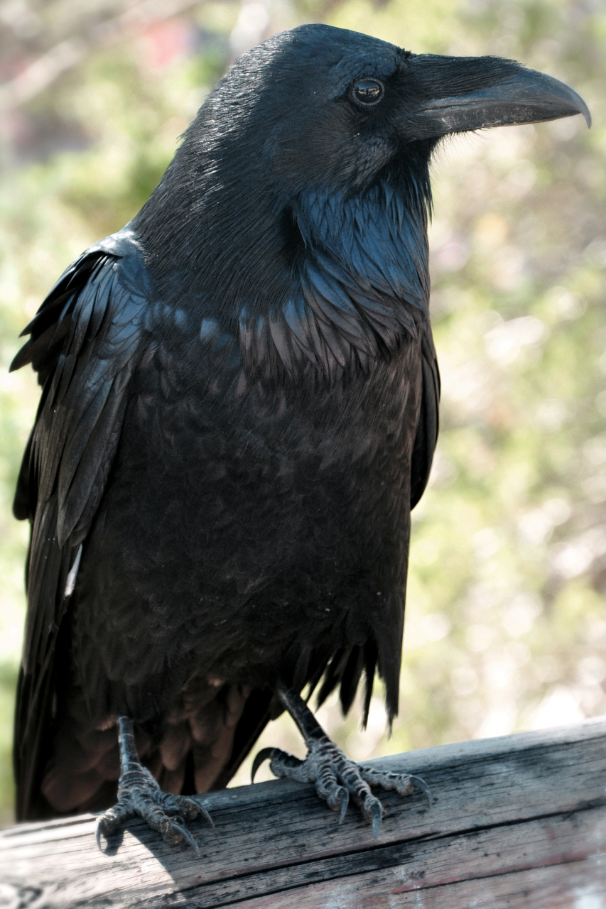 乌鸦刺身在日本引发连锁争议# 近日,日本东京新闻网的一篇报道引妨怂