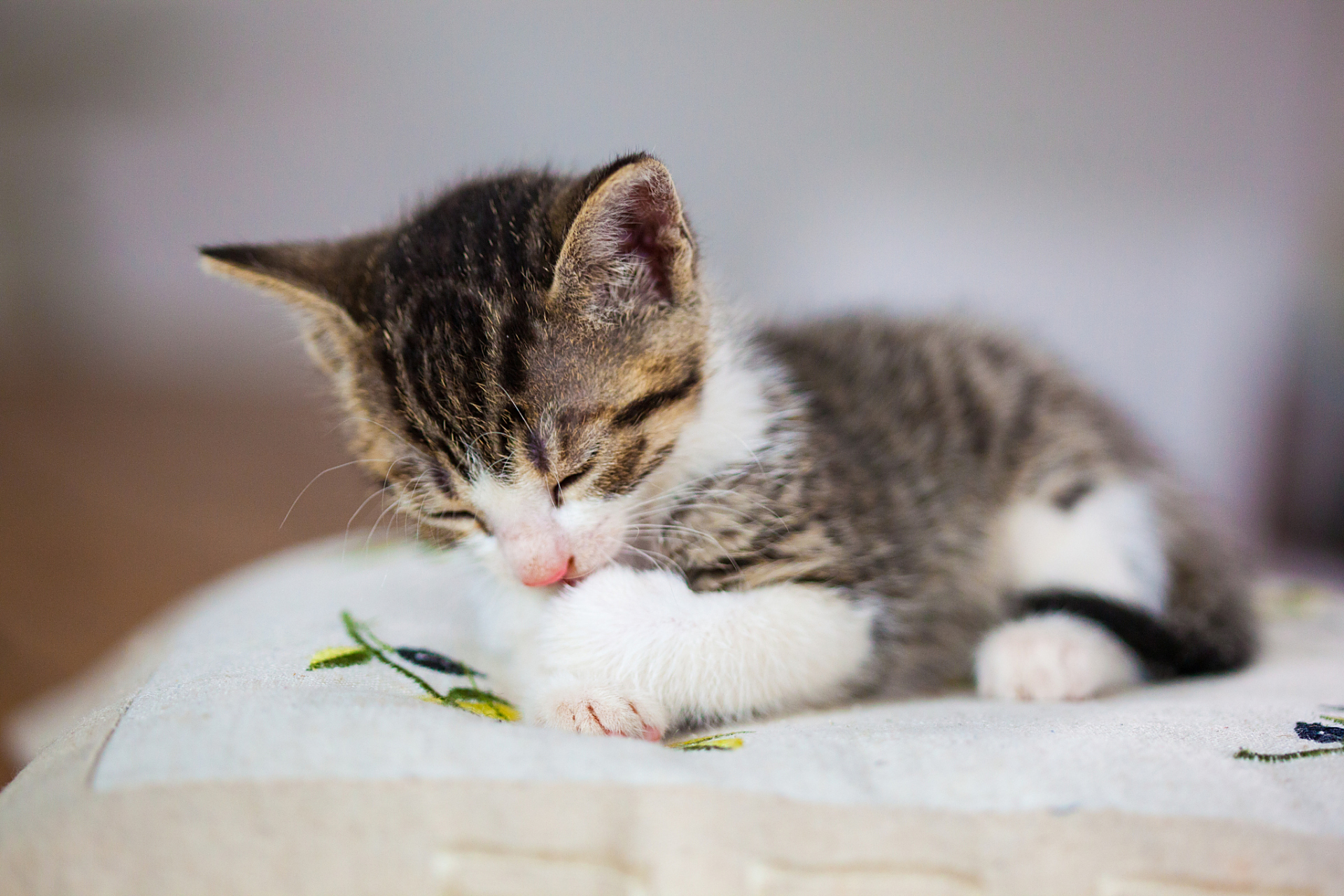 世界上最小的猫——皮堡斯猫咪,体重仅0.