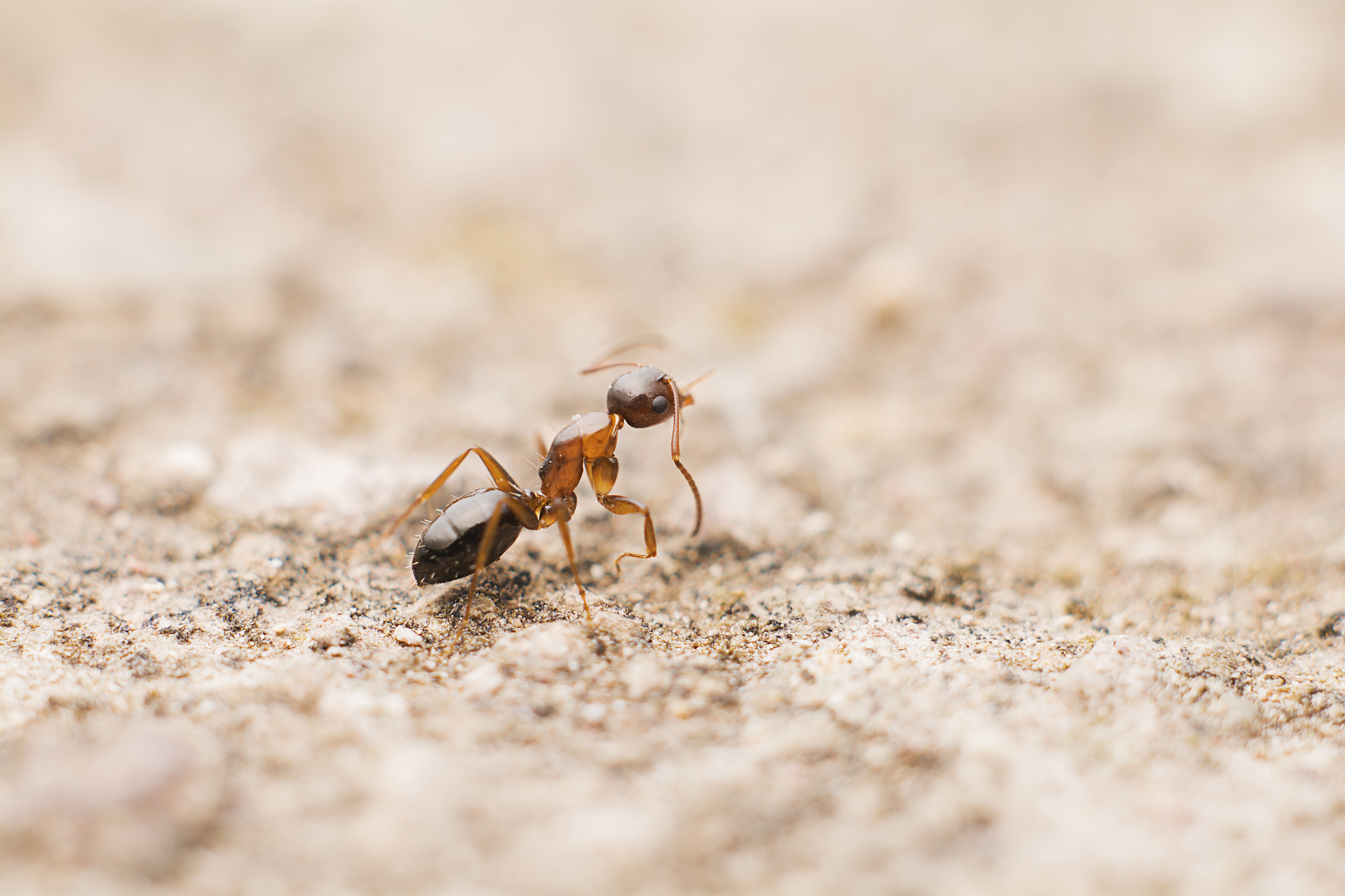 包括找到蚂蚁的来源并封堵,清理食物残渣,使用天然蚂蚁药和驱蚂蚁产品
