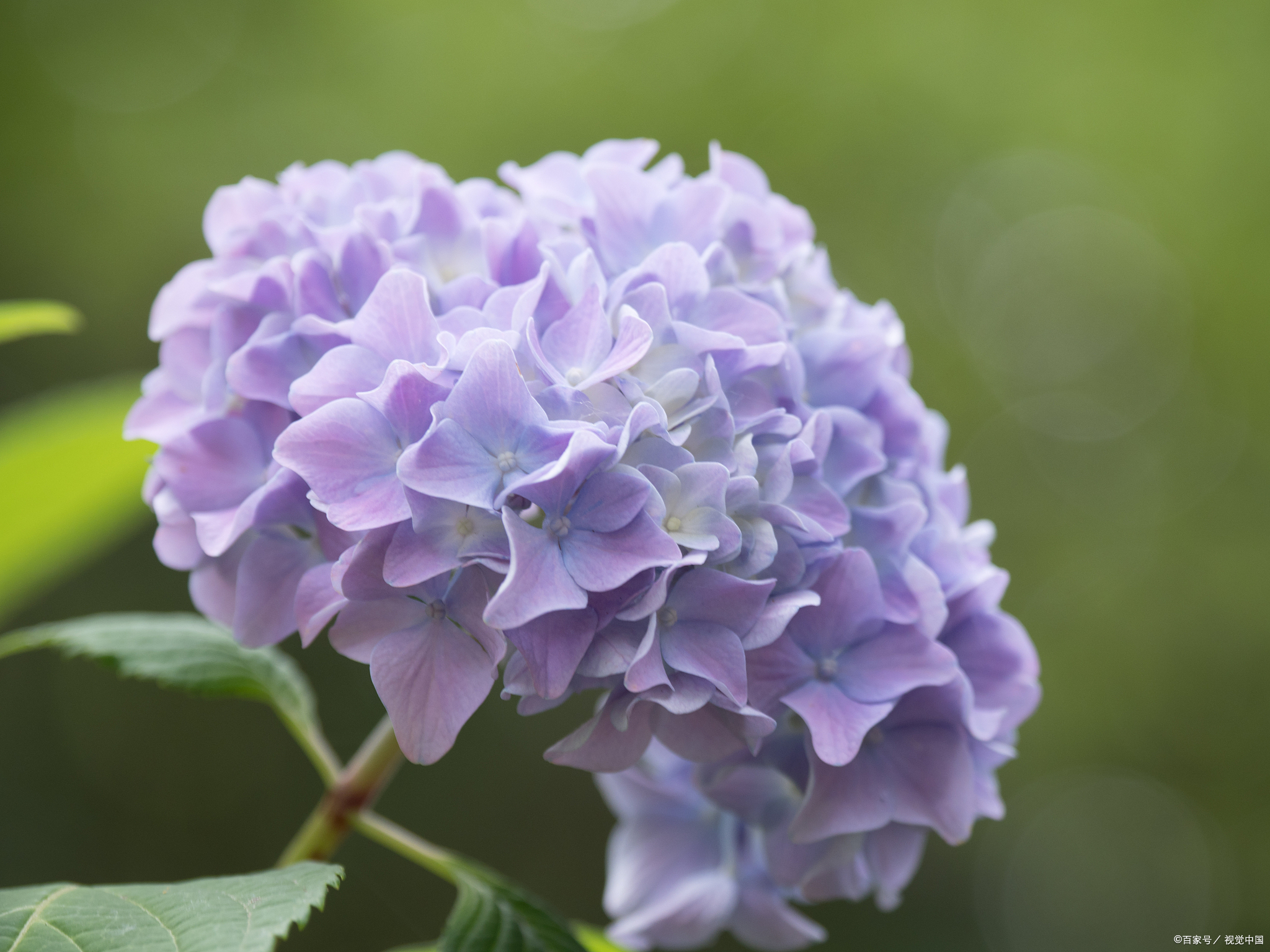 绣球花,又称为八仙花或球兰,是一种多年生常绿攀援植物.