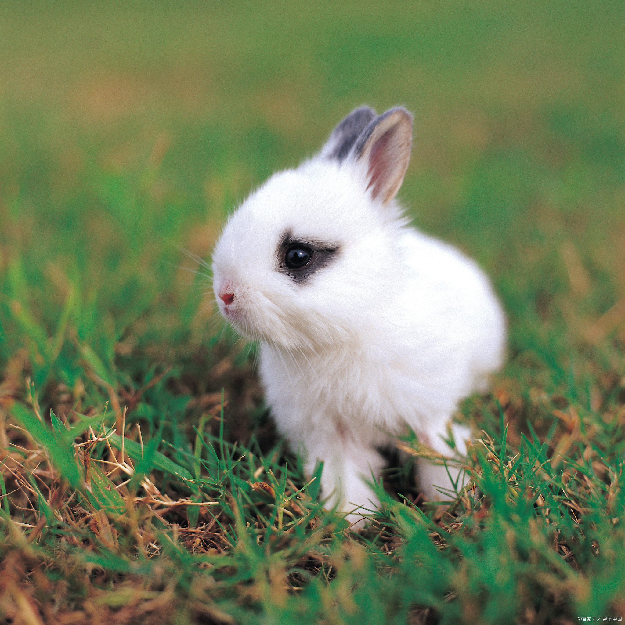 兔子的四条腿一样长吗?深入探讨它们的四条腿是否一样长