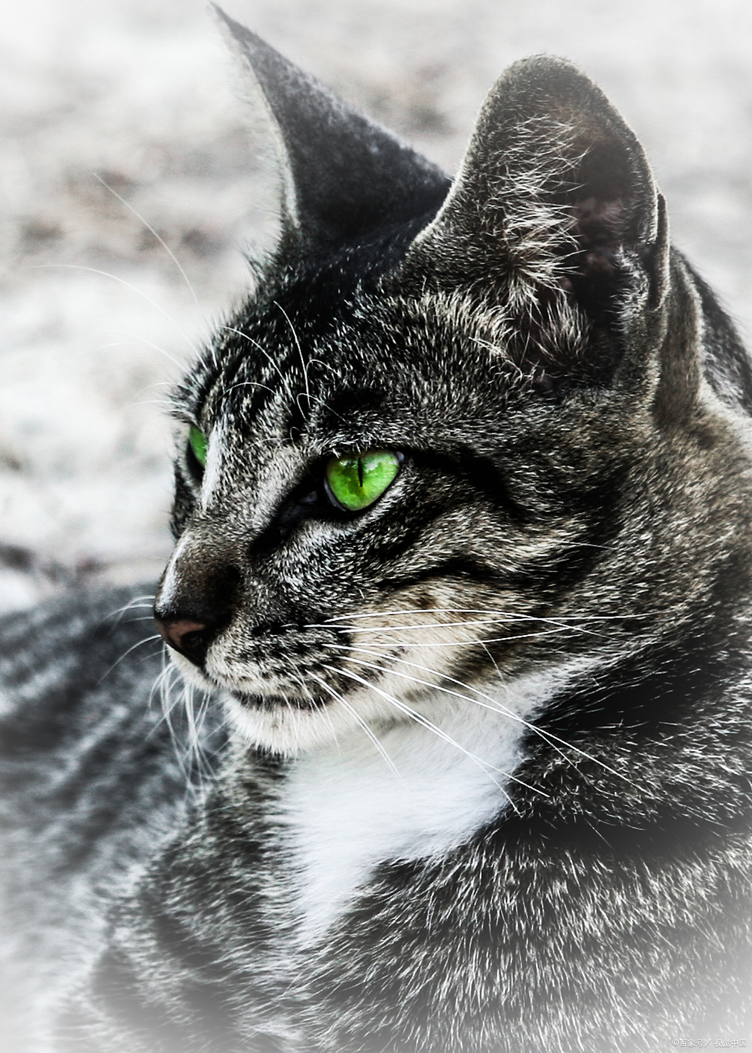 中华田园猫中哪些品种最适合家庭饲养?