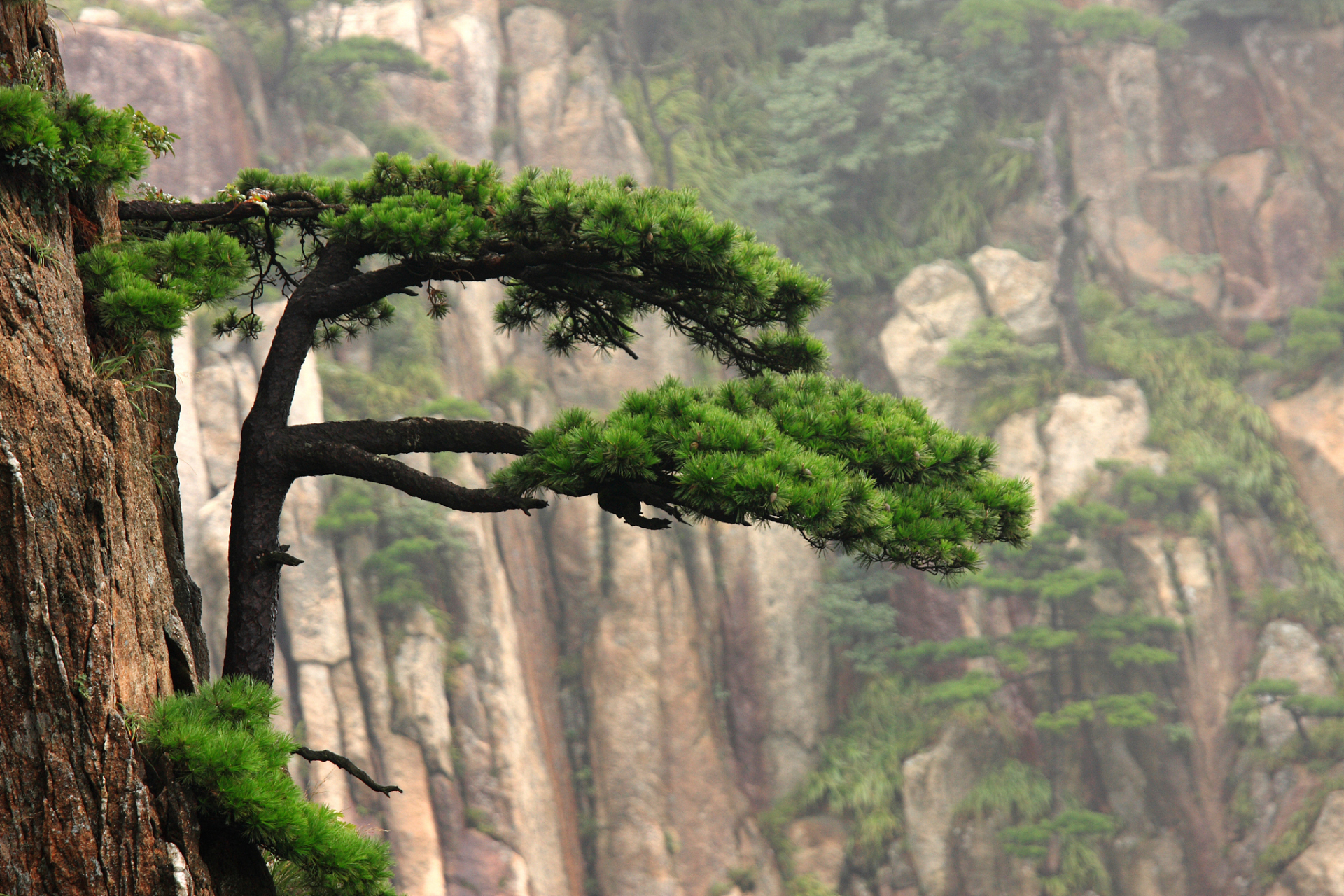 植物小知识(81)黄山上的松树为什么姿态万千?