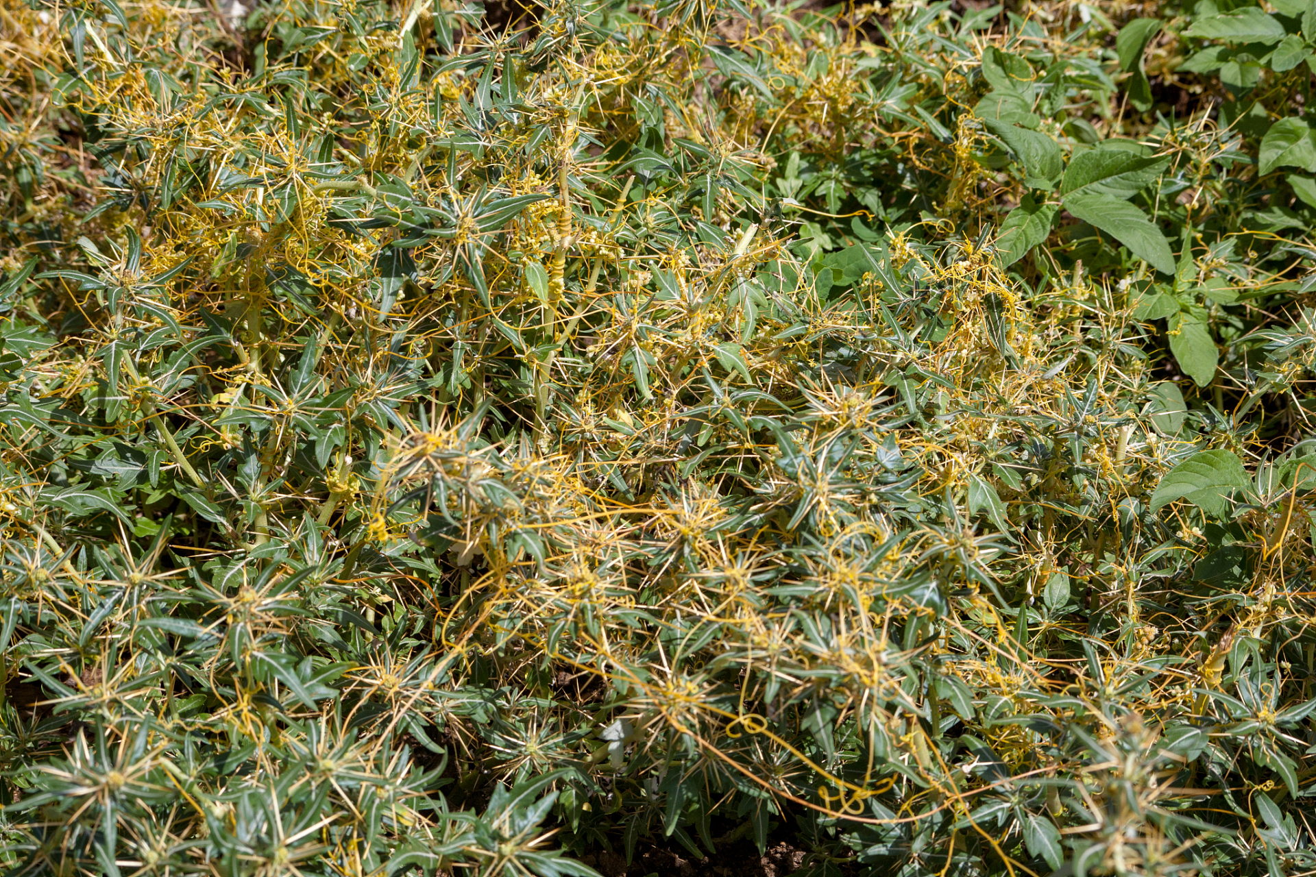 植物小知识(47)菟丝子又被称作"寄生虫" 在农田里,我们可以看到一种被