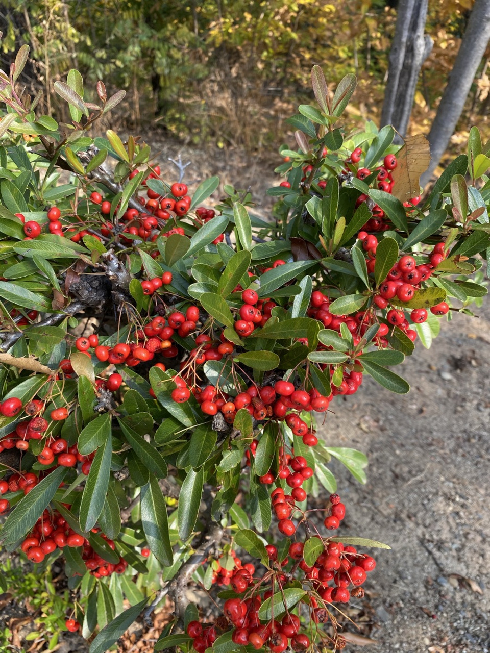 赤楠为名贵盆景植物,具有观赏,食用,药用价值,寓意美好.
