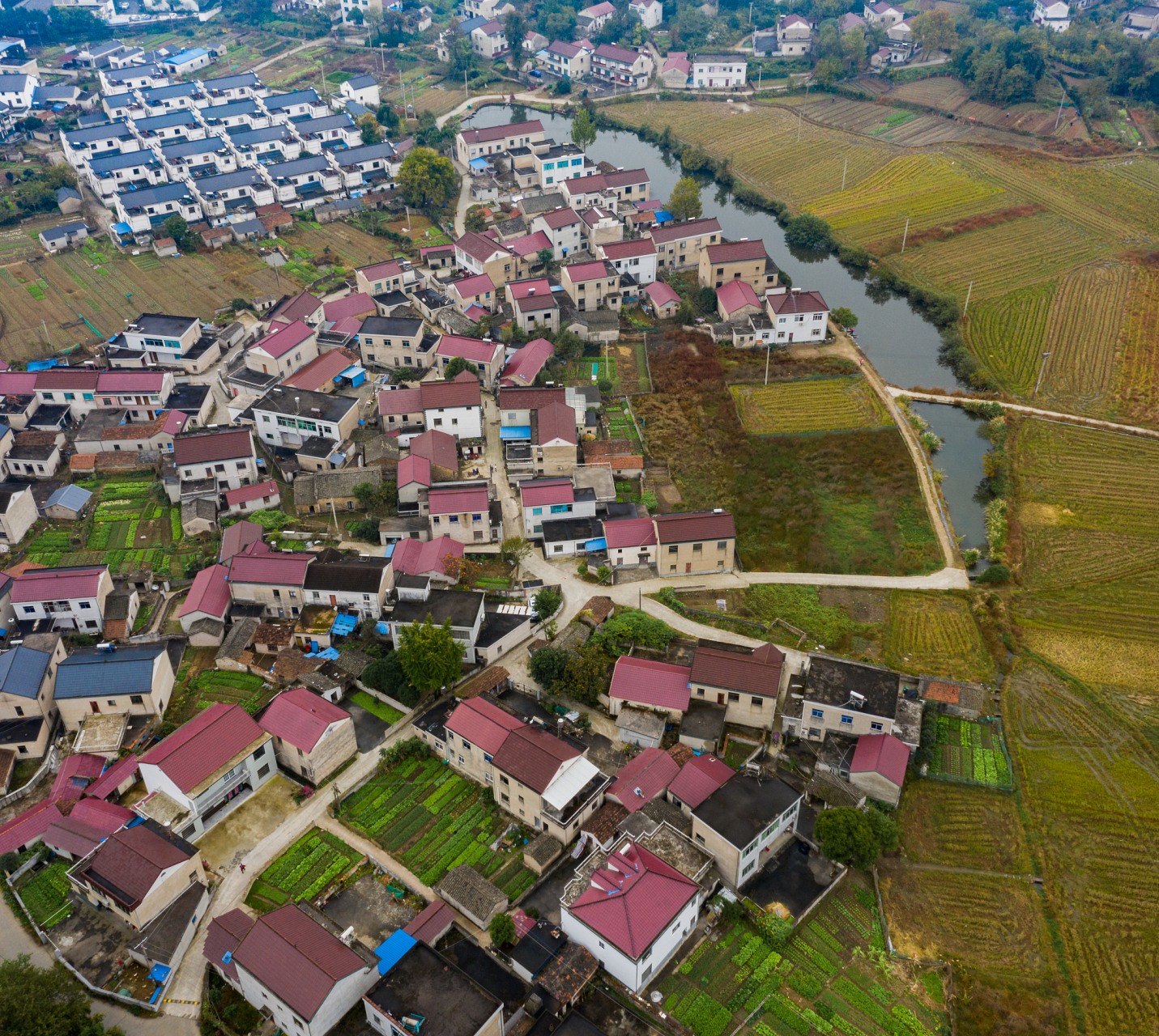 镜头里的春天# 安徽无为严桥镇,春色浓郁,生机勃勃.