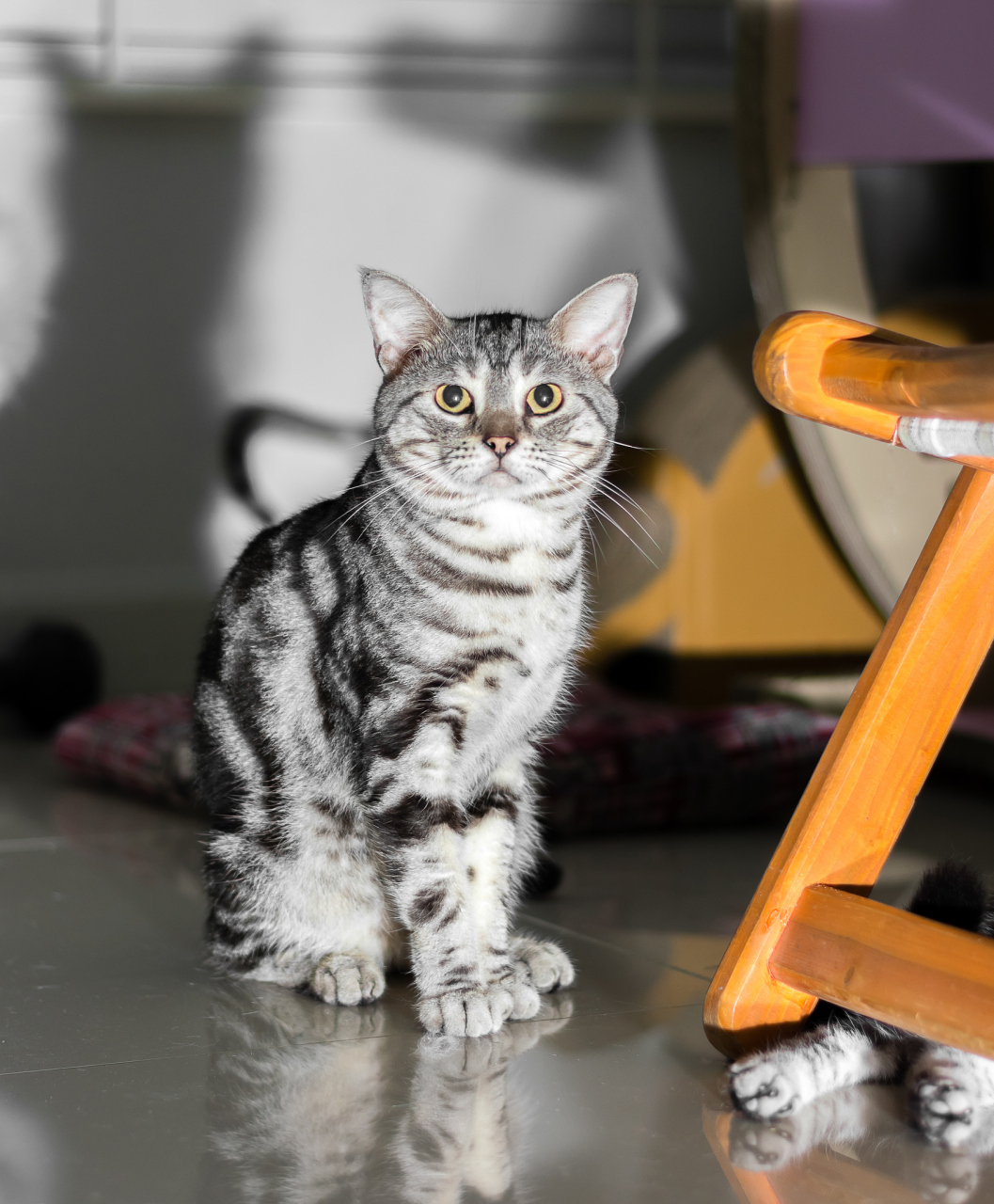 但是,美短猫也存在一些缺点,如太活泼,容易拆家