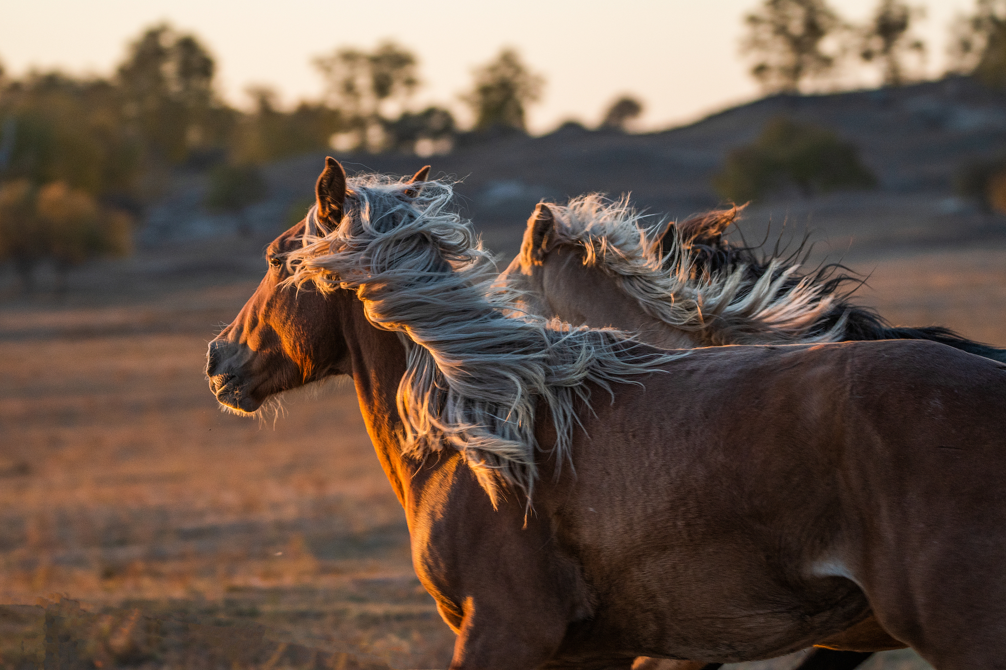 传说中那座大宛国的高山上,奔跑着连猎人都追不上的"天马"