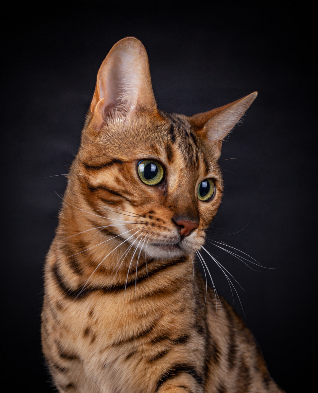 孟加拉猫(bengal cat)是一种大型,活泼,健康的猫种,被认为是世界上最