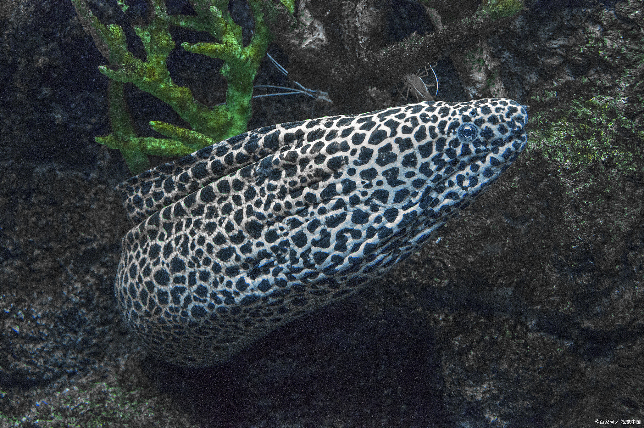豹纹海鳗可以养到多大