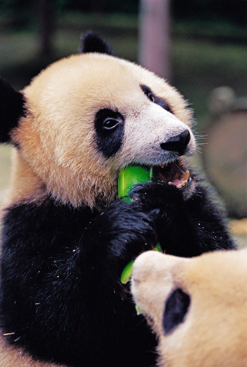 3,毛子看见的是一头熊.