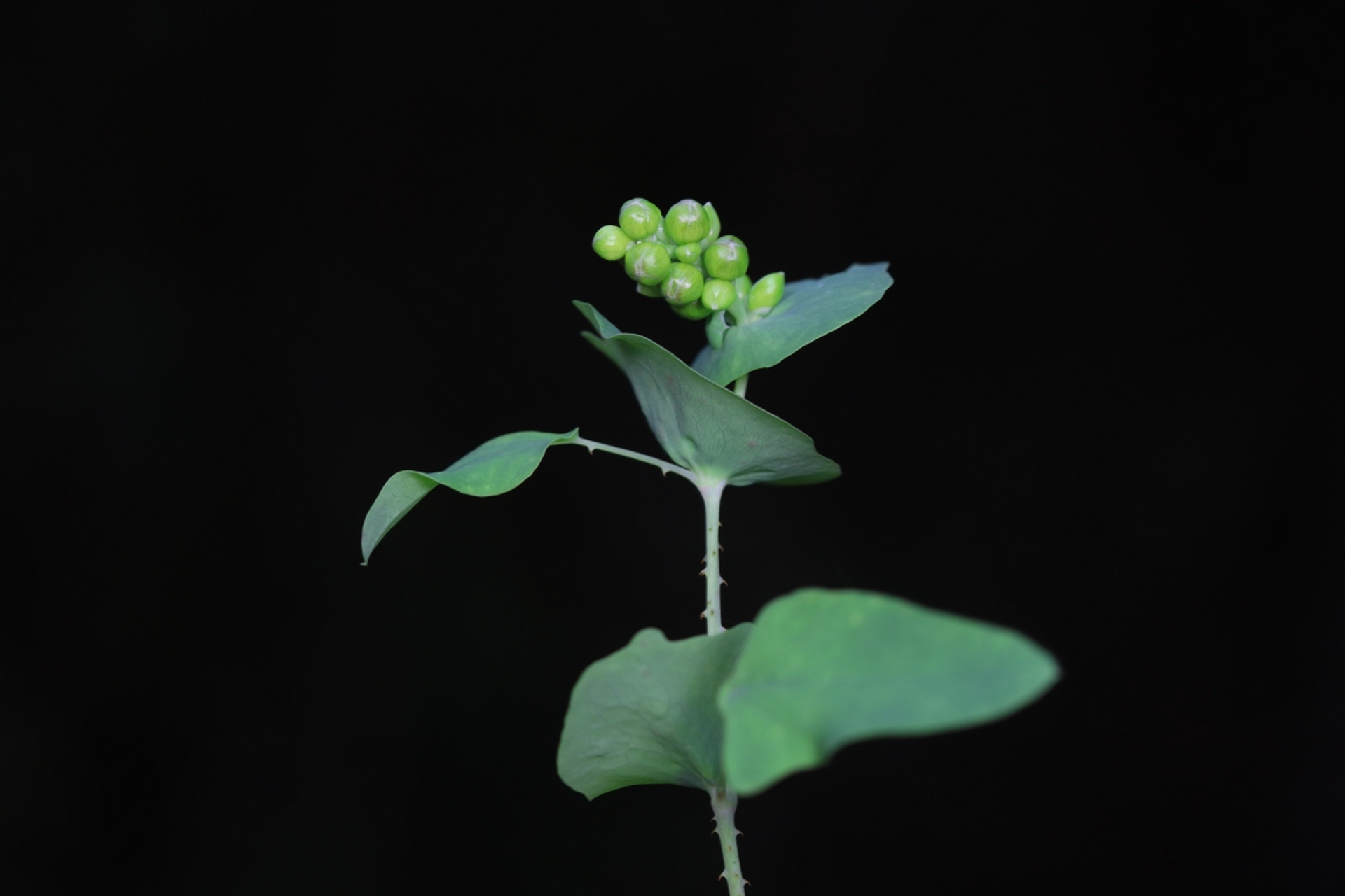 摘要:总状花序和穗状花序是两种常见的植物花序类型,它们在形态结构
