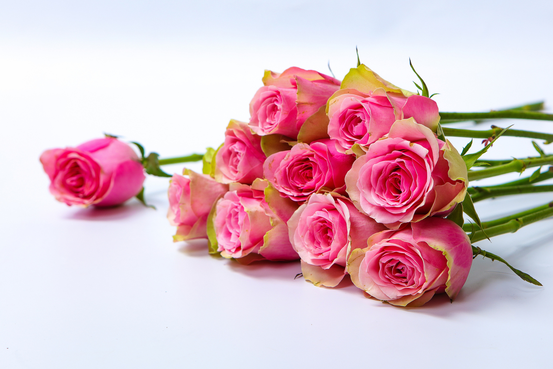 十朵玫瑰作为花语中的经典代表,蕴含着真挚的爱,感激与感谢,十全十美