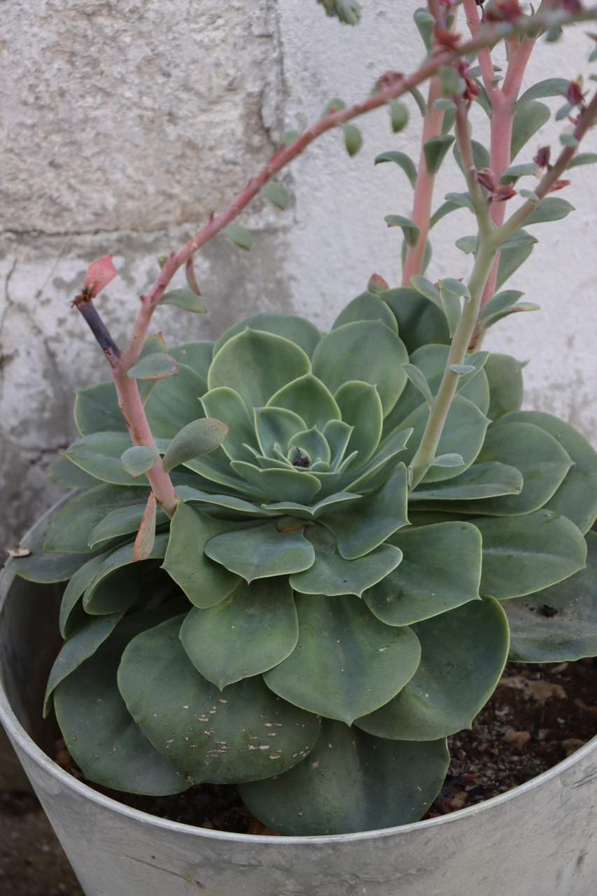 玉露花剑的修剪与养护要点:1)剪除枯萎花朵;2)修剪过长枝条,选择在