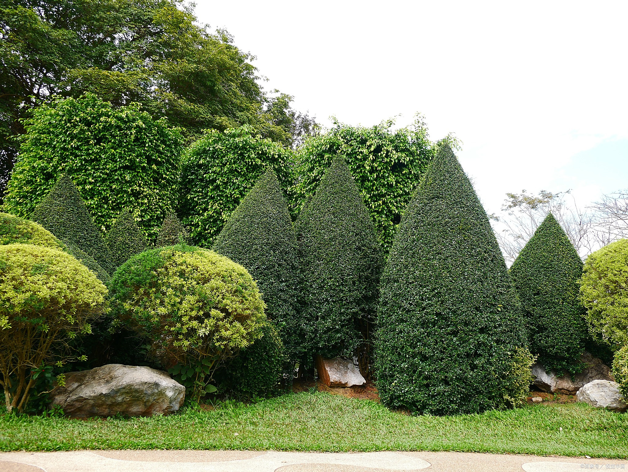 四季常青的植物有哪些?