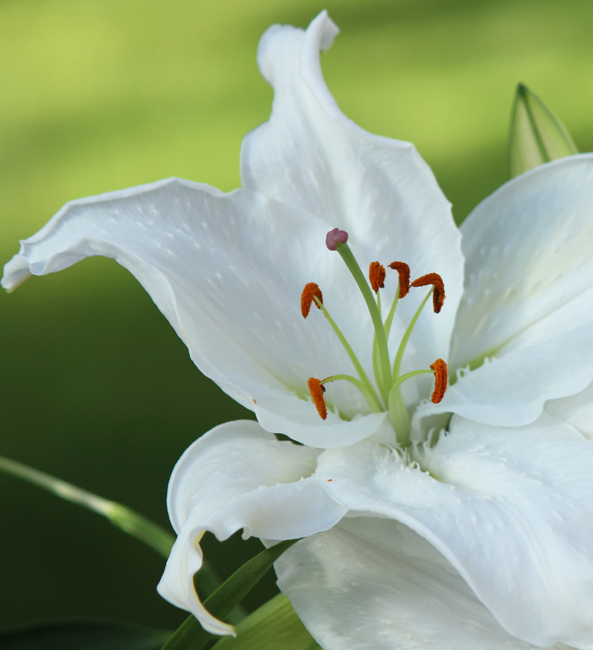 百合是百合科百合属植物.