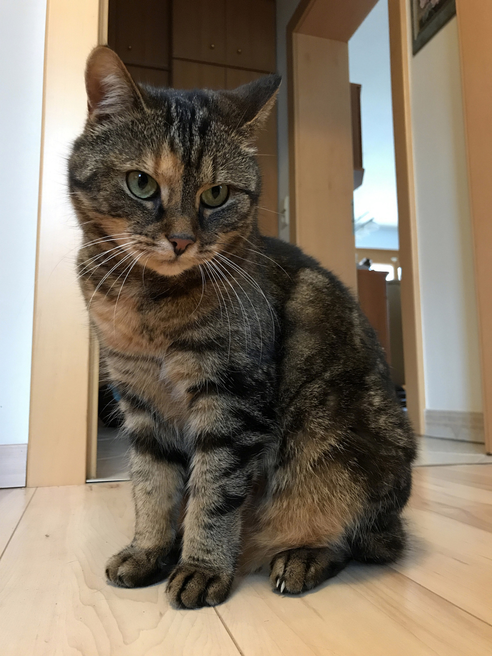 马恩岛猫是一种中等体型,身体匀称而有力,具有流线型身形,长而柔软