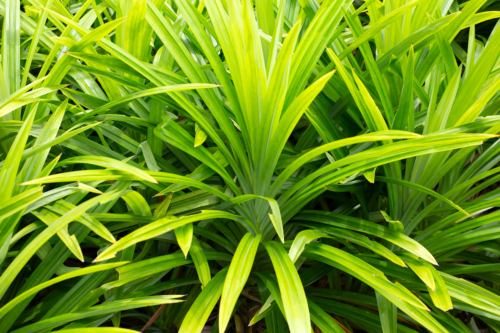 吉祥草又叫观音草,紫衣草,止咳草等,是百合科,吉祥