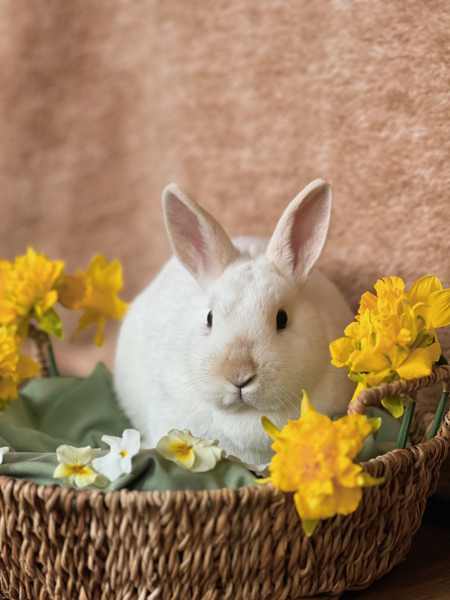 兔子长什么样子的图片