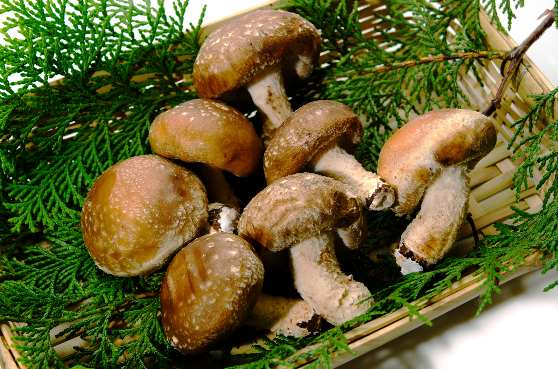 香菇(lentinus edodes,又名香蕈,香菌,香菰,是世界第二大食用菌