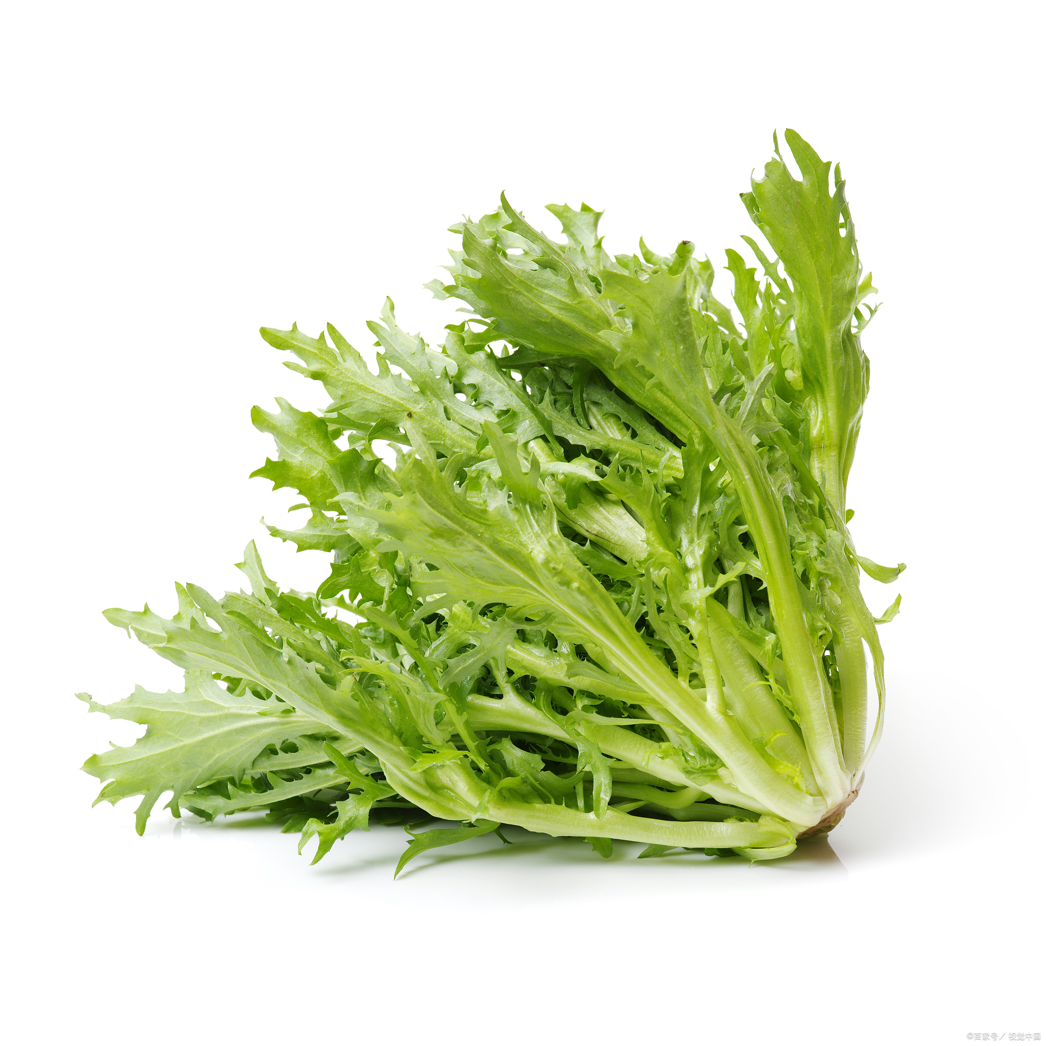 春天不吃这菜太亏了!苦菊清热降火又刮油,错过等一年!