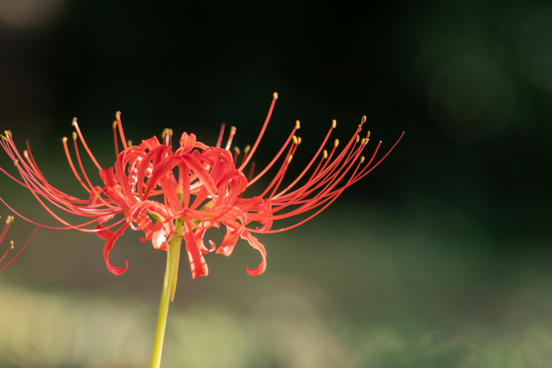 彼岸花是黄泉花,家里不能养 "彼岸花又名曼珠沙华,是开在黄泉路上的花