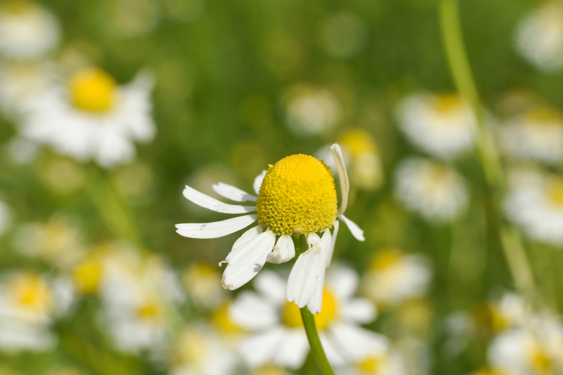 盆景# 养护盆景:这种花还能泡茶喝,一开花冒出苹果香 罗马洋甘菊是