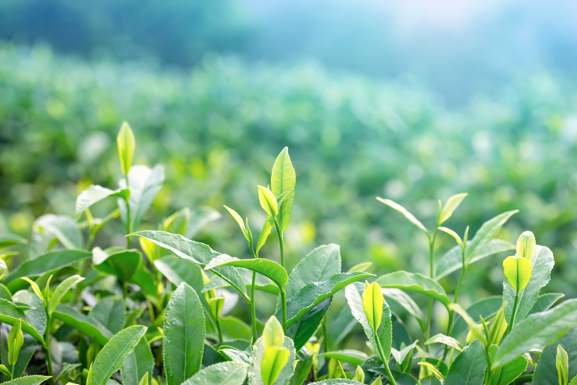 绿茶是日常生活中都比较常见的茶类,中国民间传统接待客人时,都喜欢用