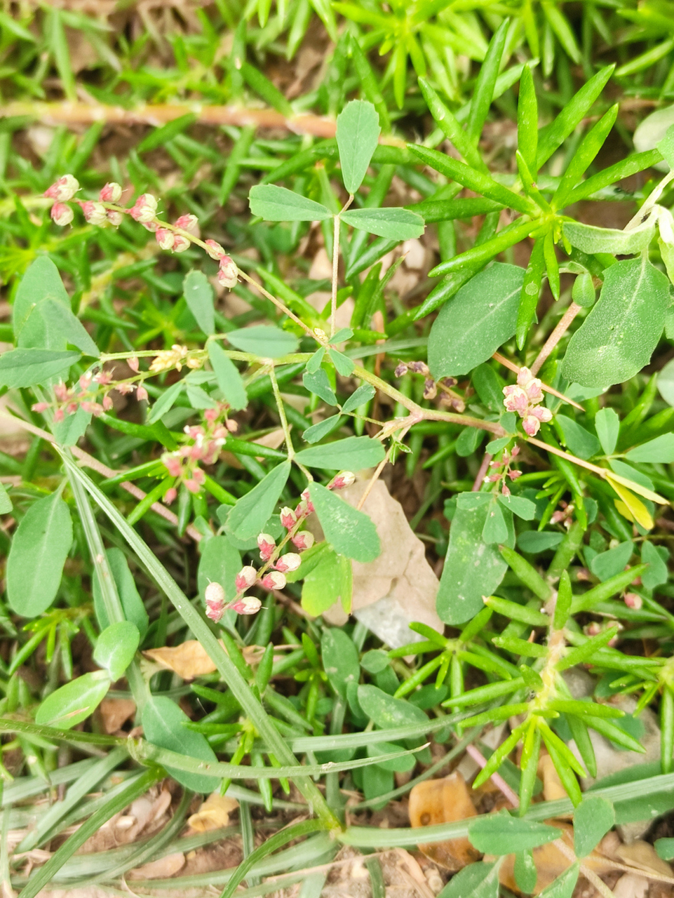 具有清热去湿,利水通淋,清肺止咳等功效,可治疗多种疾病.