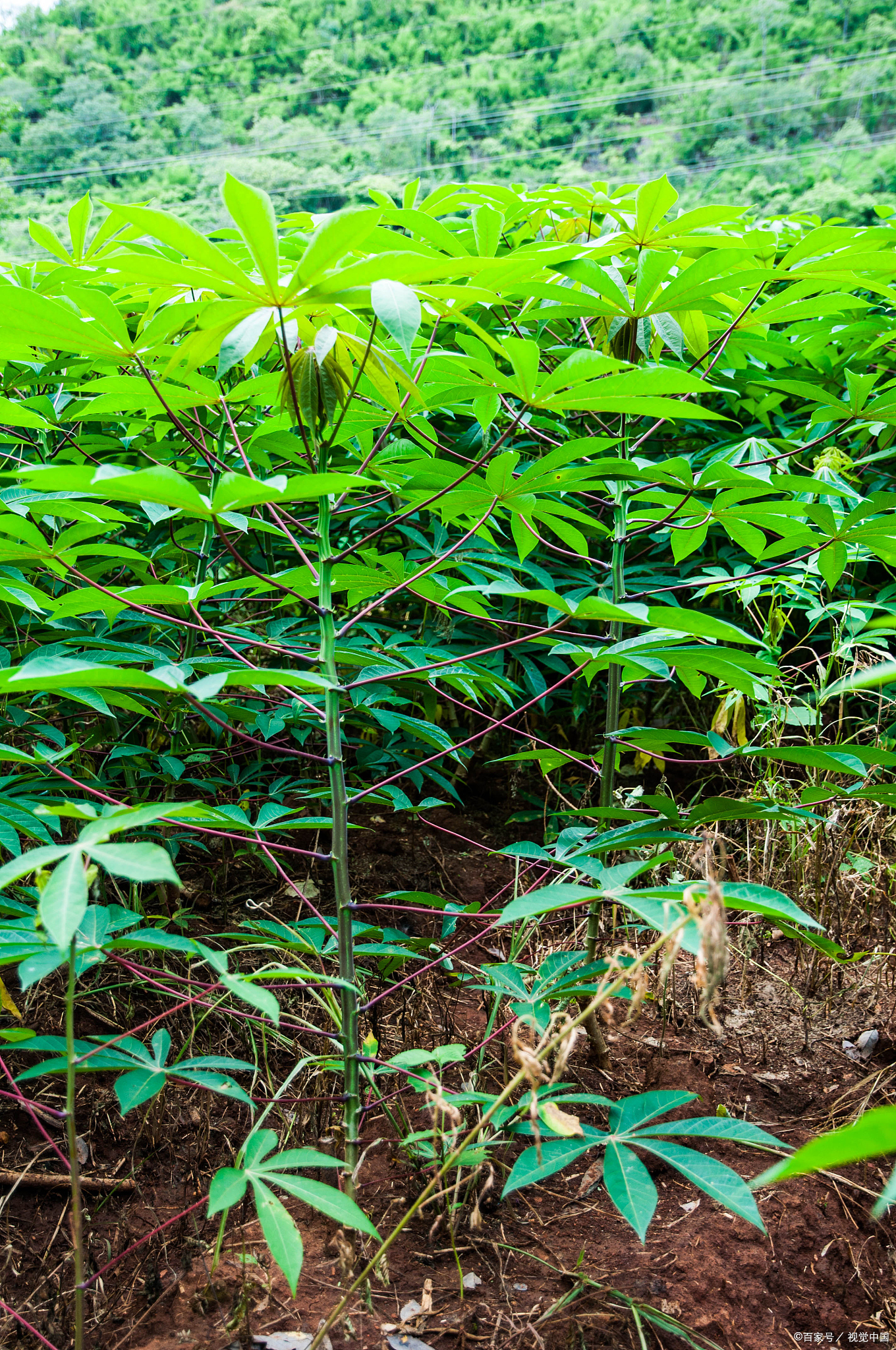 木薯有6个突出的优点，为何现在很少有人吃了？4个原因很无奈