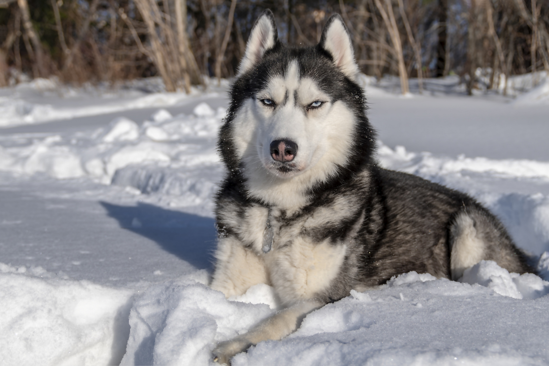 哈士奇雪橇犬图片图片