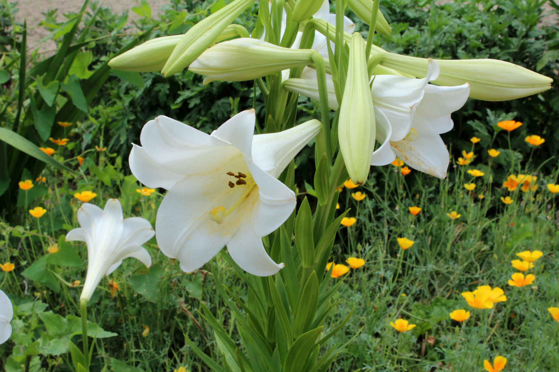 淡雅的百合花图片