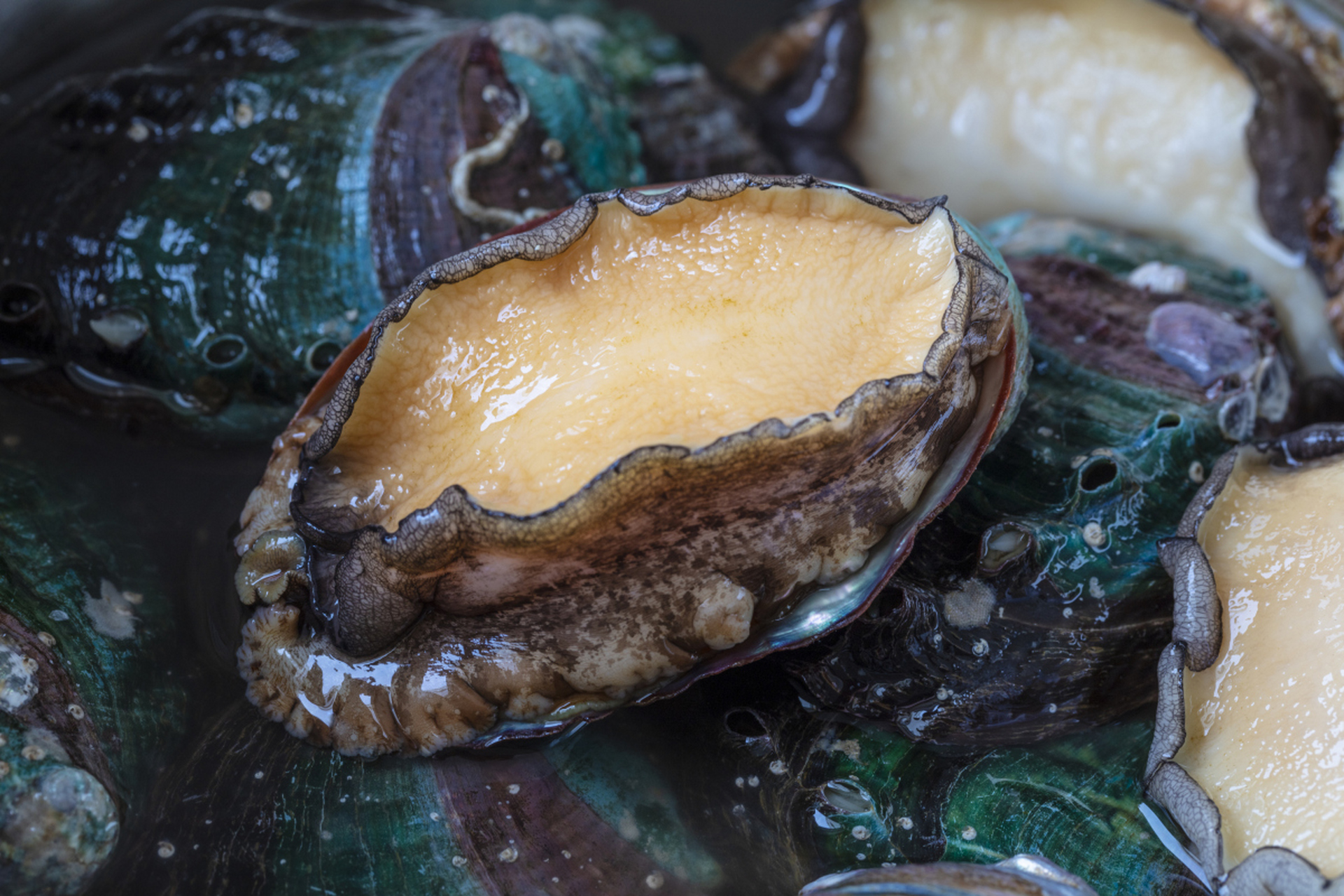 摘要: 鲍鱼作为海洋珍馐,拥有丰富的营养和独特风味.